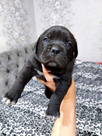 Щенки кане корсо