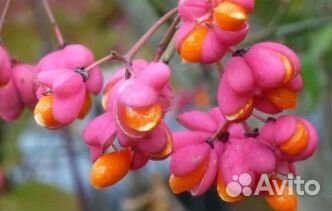 Бересклет крылатый европейский