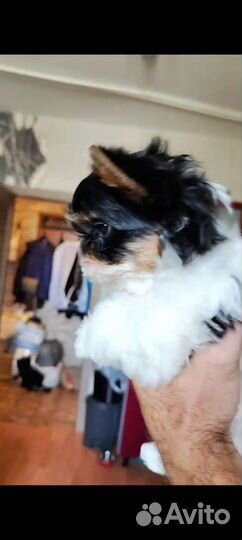 Шикарная бивер миничка