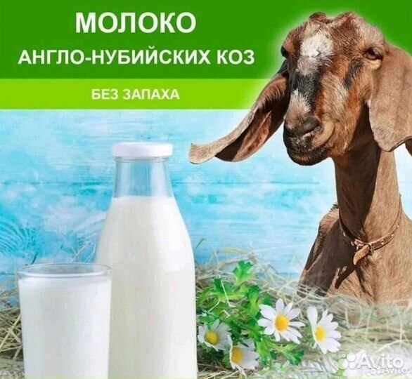 Фермерские продукты из молока нубийских коз