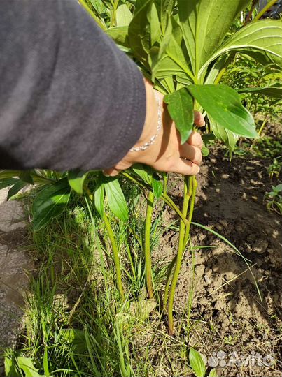 Пион, тыква декоративная