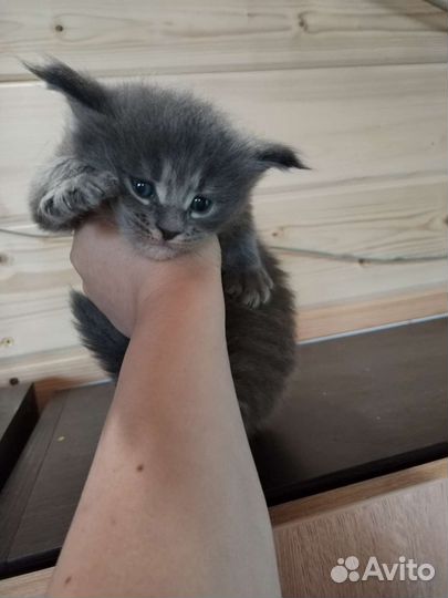 Котята мейкун