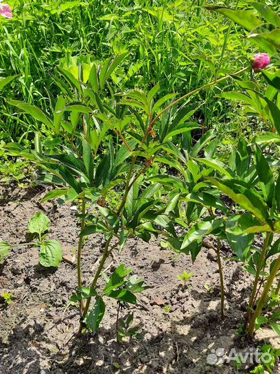 Пион светло розовый