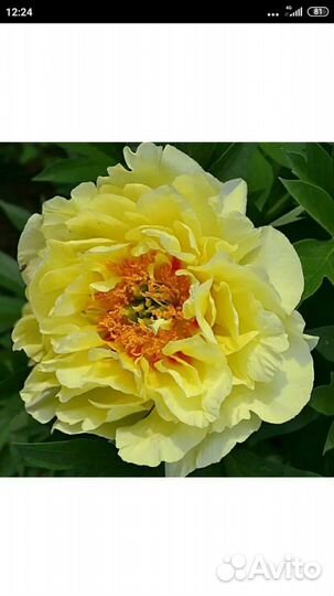 Пионы сорт бартзелла