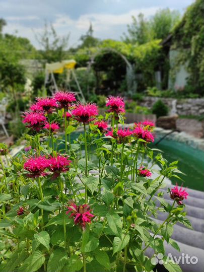 Растения цветы для сада многолетники