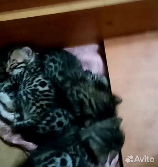 Бенгальские котята