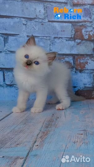 Ragdoll девочка Жу жу