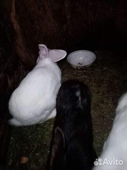 Кролики годовалые