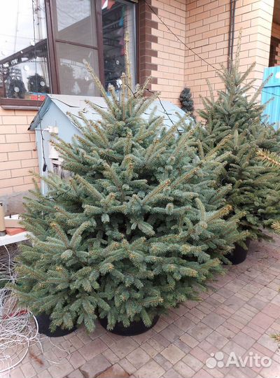 Ели от 1.2м