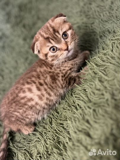 Британские котята