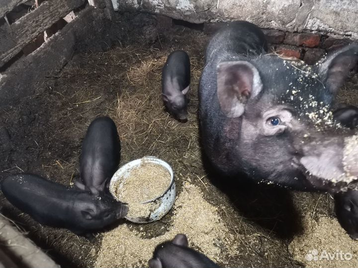 Вьетнамские поросята