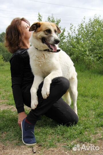 Молодая собака ищет дом