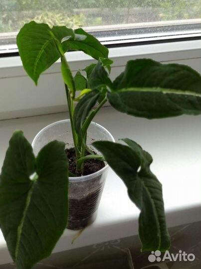 Сингониум Вендланда