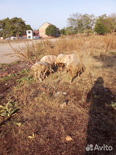 Овцы бараны