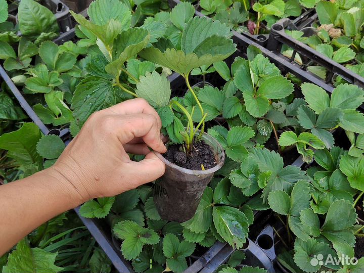 Рассада клубники виктория