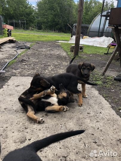 Щенки немецкой овчарки бесплатно