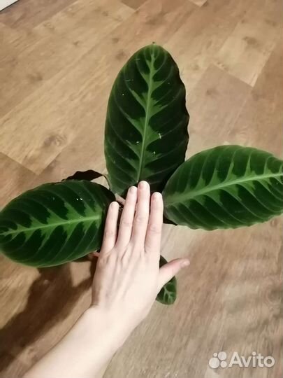 Калатея Варшевича