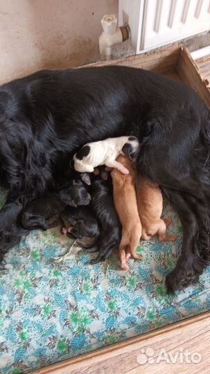 Продаются щенки русского спаниеля