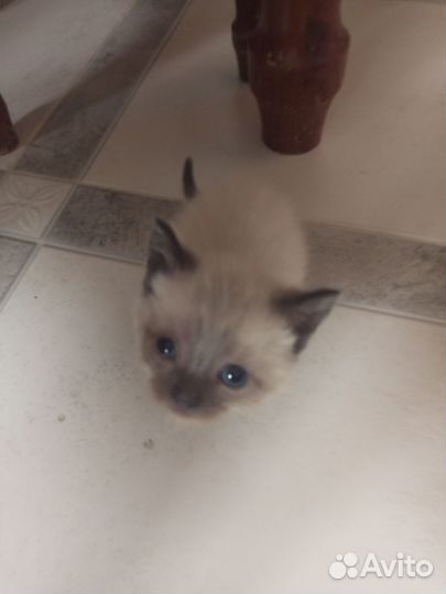 Котята в добрые руки бесплатно