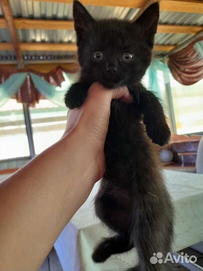 Русская голубая