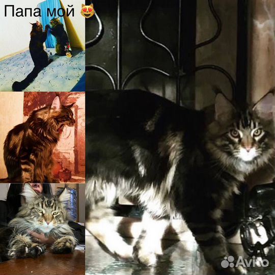 Котята мейн-кун