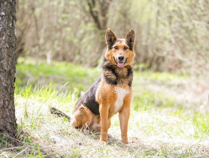 Метис овчарки Джонни ищет дом