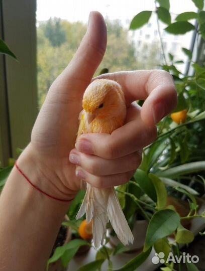Канарейка