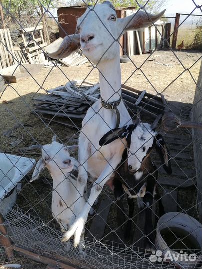 Продаю коз