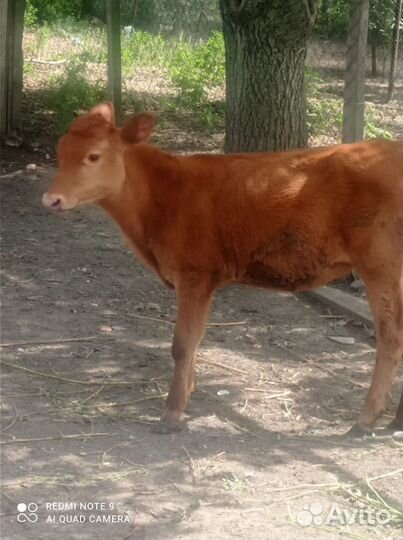 Телята бычки