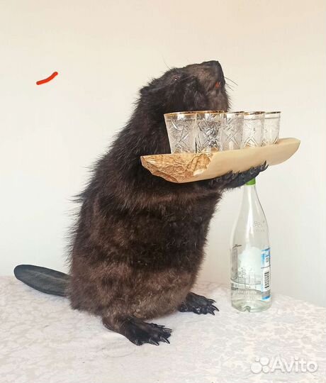 Таксидермия, изготовление чучел, качество