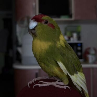 Попугай какарик