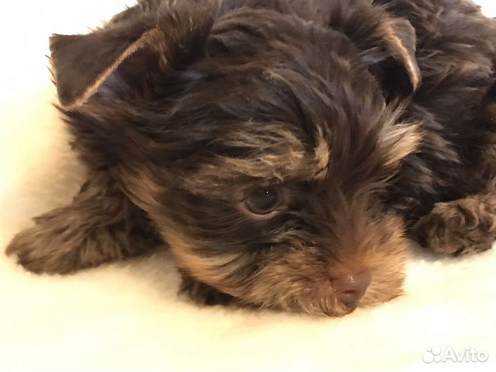 Йорки шоколадный окрас