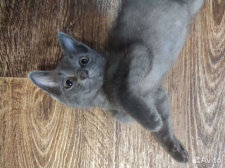 Дымчатый красавец