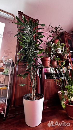 Пальма драцена Гигант 180см