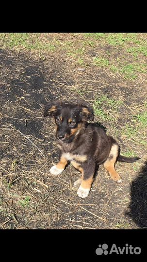 Отдам в добрые руки