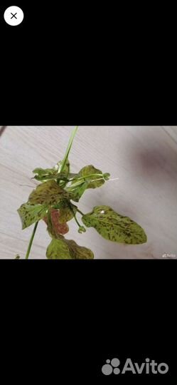 Эхинодорус оцелот