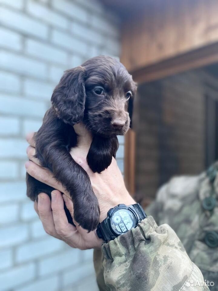 Английский кокер спаниель шоколадный