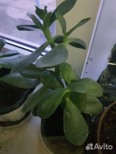 Денежное дерево