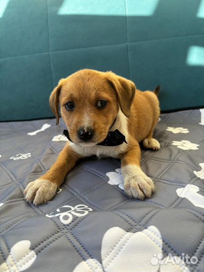 Мальчик щенок бесплатно