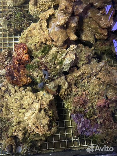 Живые камни