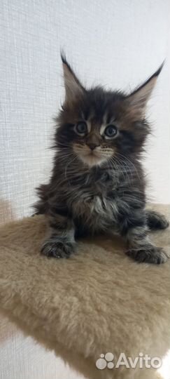 Котята мейн-кун