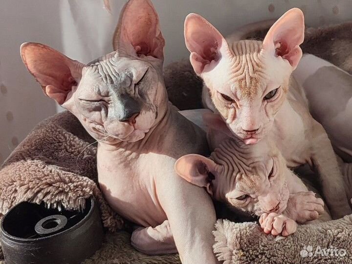 Котята Донской сфинкс