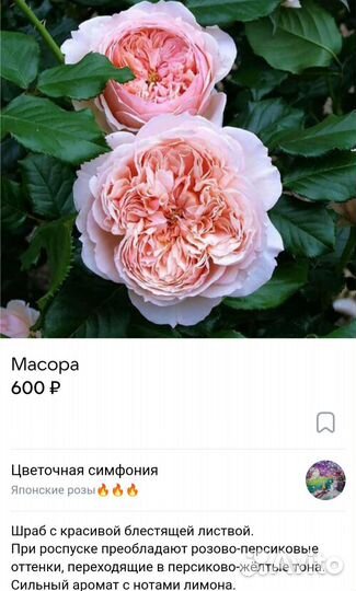 Саженцы японских роз