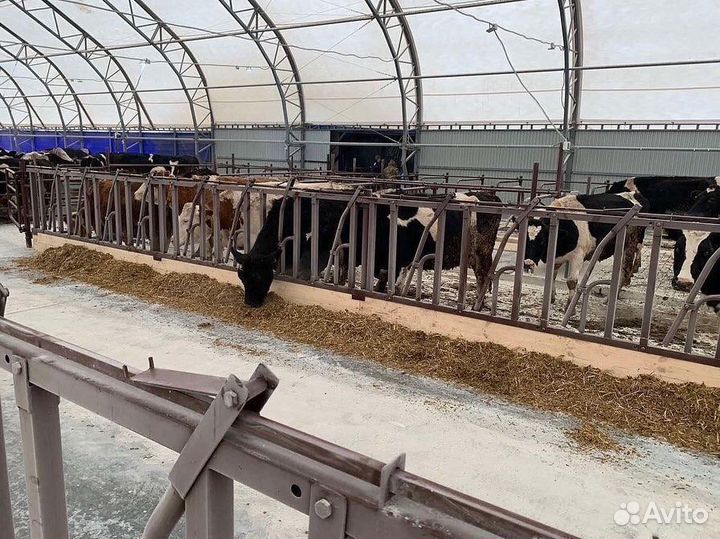 Хэдлок для коров, телят, быков