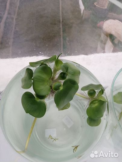 Водный гиацинт прудовое растение. Эйхорния