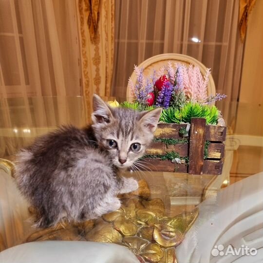 Котята в добрые руки мальчики