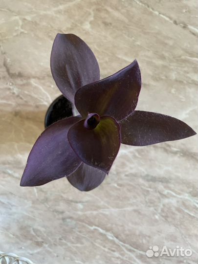 Традесканция Bimbo