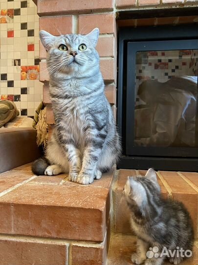 Шотландская кошка