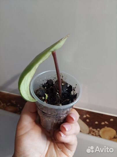 Монстера манки+пеперомия арбузная