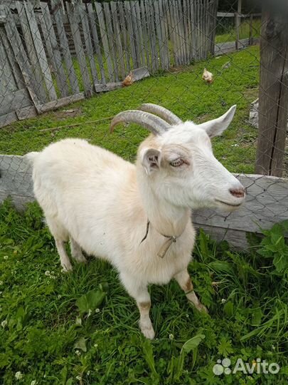 Дойные козы